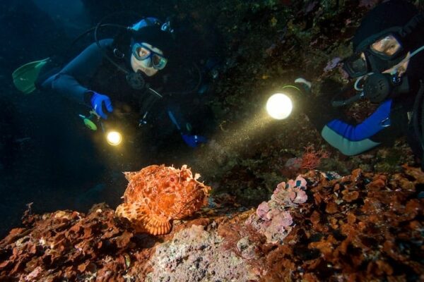 night diving